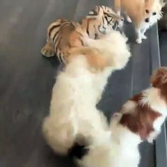 Un chien attaque brutalement un bébé tigre affamé. Surprenant !