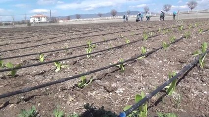 Hükümlüler Cezalarını Sebze Üreterek Çekiyor