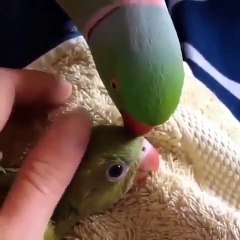 Cette adorable perruche va vous émouvoir. Regardez !