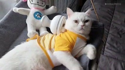 Cat Relaxes With Electric Massager