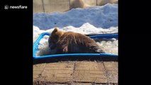Russian brown bear chucks about his bath toys while cooling off in ice trough