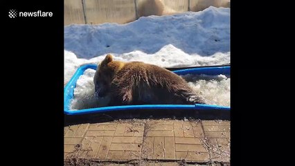Russian brown bear chucks about his bath toys while cooling off in ice trough