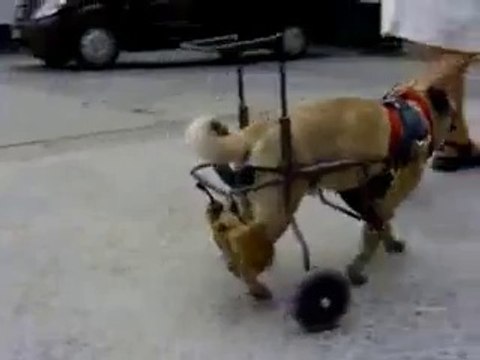 chaise roulante pour carlin handicapé