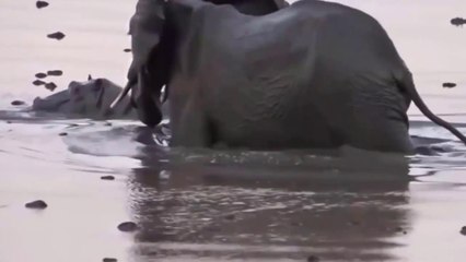 Elefante Se Revolta Contra Hipopótamos E Proteje E Salva Cria