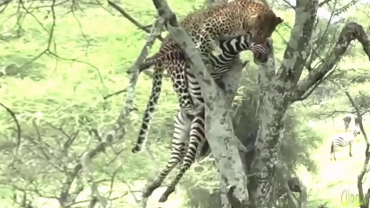 Leopardo Caça Zebra E Transporta Para Árvore - Incrível