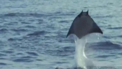 Raia-Diabo Em Voos Fantásticos