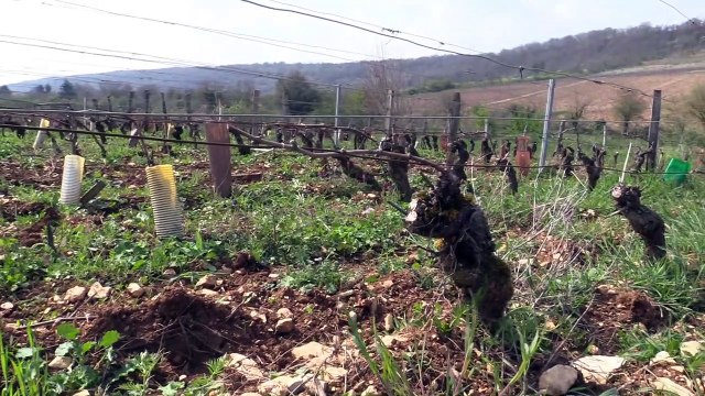 Bouzeron : une balade pour découvrir et déguster le travail des vignerons