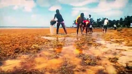 Facts of Faith — Sargasso Sea