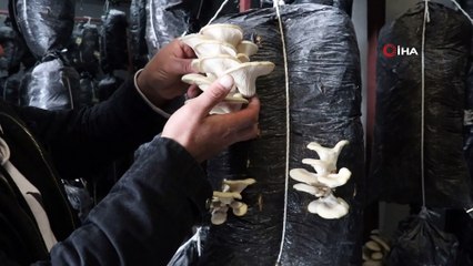 Hizanlı Çift Devlet Desteğiyle İstiridye Mantarı Yetiştiriyor