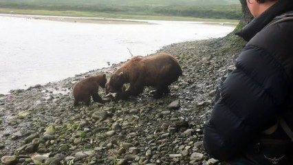 Momma Bear Brings Salmon to Shore for Her Cubs