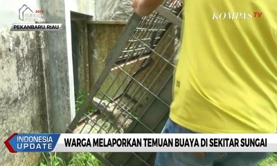 Warga Melaporkan Temuan Buaya di Sekitar Sungai di Riau