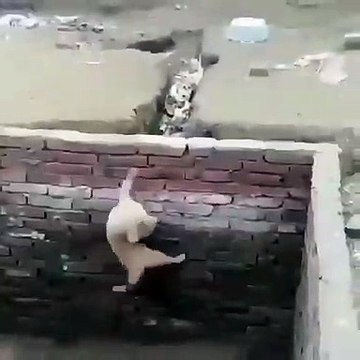 Ce chien nous prouve qu'il ne faut jamais abandonner dans la vie. Impressionnant !