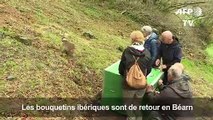 Pyrénées: le bouquetin de retour, un siècle après sa disparition