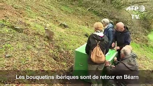 Pyrénées: le bouquetin de retour, un siècle après sa disparition