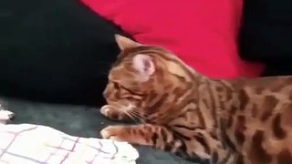Videos of Dogs and Cats - Videos of Laughter of Cats ❤