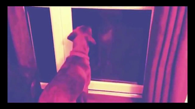 8 MASCOTAS QUE VIERON COSAS QUE SUS DUEÑOS NO PUDIERON