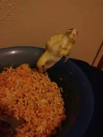 Cuddlebutt the Lovebird eats Chili Ramen Noodles