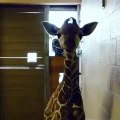 Lorsqu'un bébé girafe reçoit son biberon du jour. Trop cute !