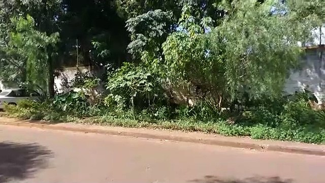 Moradora pede providências para matagal