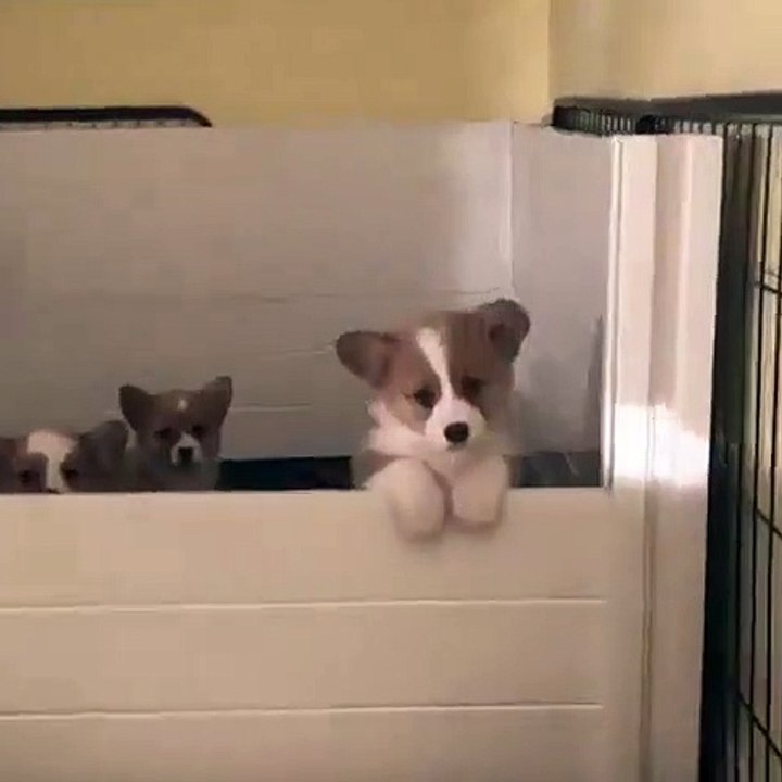 Admirez ces trois superbes chiots identiques ! Essayez de ne pas sourire !