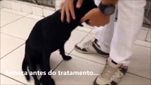 Cadela volta a andar depois de receber tratamento com células-tronco em Vila Velha
