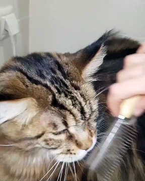 Admirez la fourrure exceptionnelle de ce chaton. Magnifique !