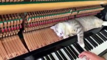 Ce chat dort sur un piano pendant qu'on joue !