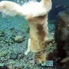 Un chien intelligent et nageur est à la recherche de jouets sous l'eau. Incroyable !