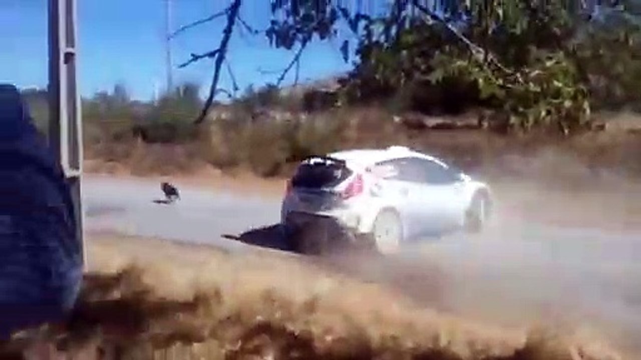 ¡Piloto de rally no atropella un perro por muy poco!