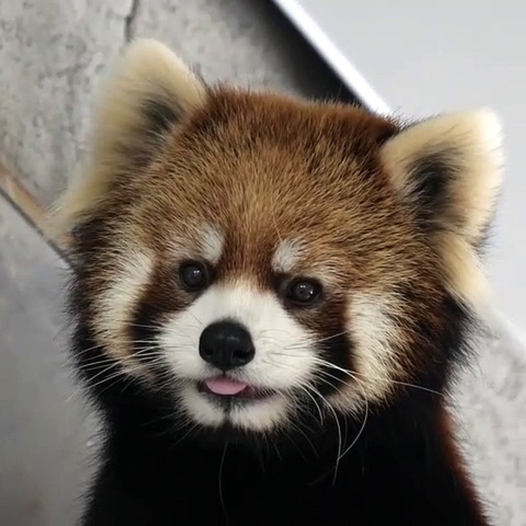 Admirez Ce Sublime Panda Roux Trop Beau Video Dailymotion