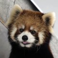 Admirez ce sublime panda roux. Trop beau !