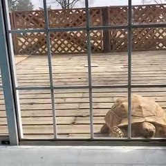 Voici ce qu'on appelle une tortue intelligente. Très surprenant !