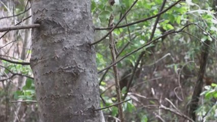 Descubren en México una nueva especie de álamo blanco