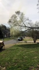 Pollen Explodes from Fallen Tree