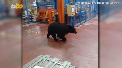 Factory Frolic! Bear Captured & Relocated After Wandering Into Tennessee Manufacturing Plant!