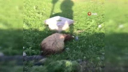 Lüks Cip Koyun Sürüsünün Arasına Daldı: 18 Hayvan Telef Oldu