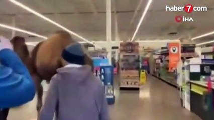 Devesi ile petshopa giren adam sosyal medyada olay oldu - Video 7