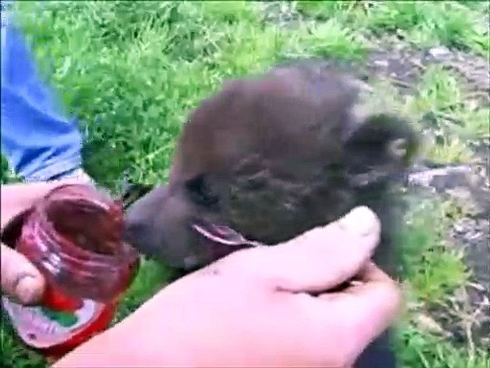 L'heure du repas pour un petit ourson... Trop mignon