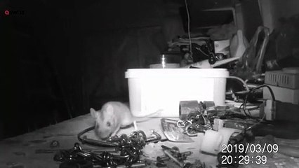 Toutes les nuits, cette souris range l'établi du garage