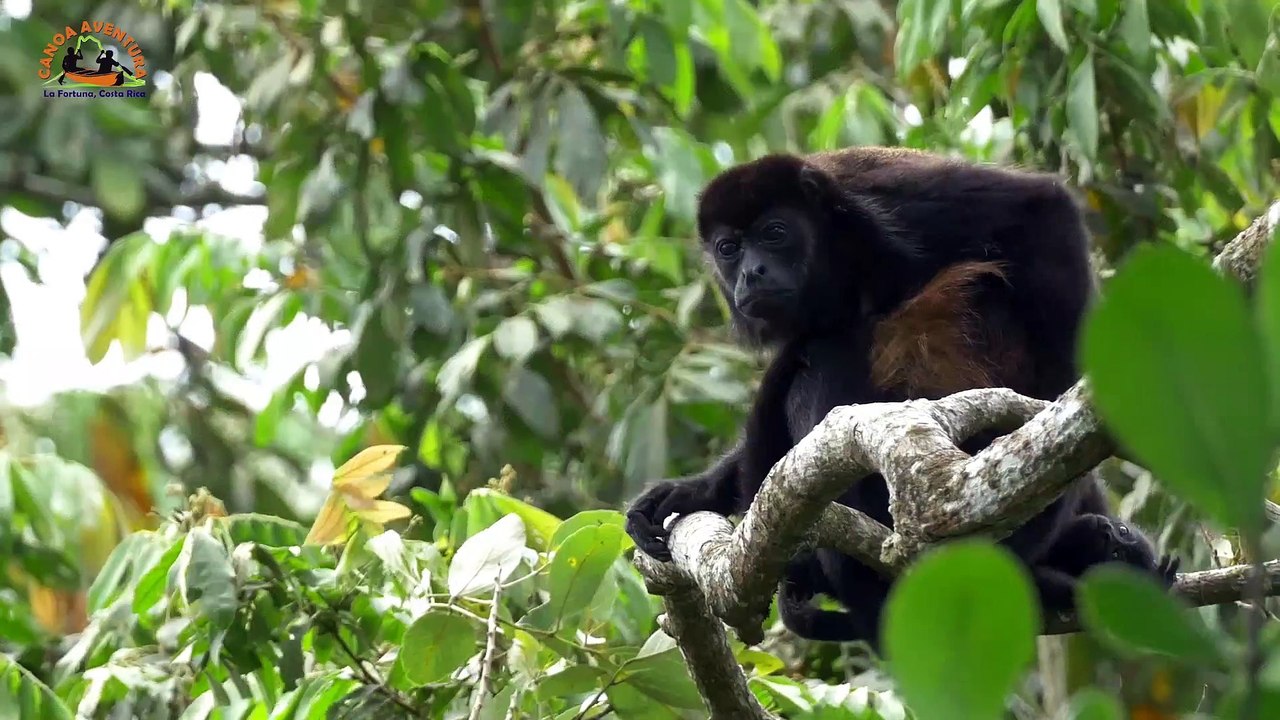 Safari float en Canoë Peñas Blancas - Volcan Arenal / La Fortuna, Costa Rica