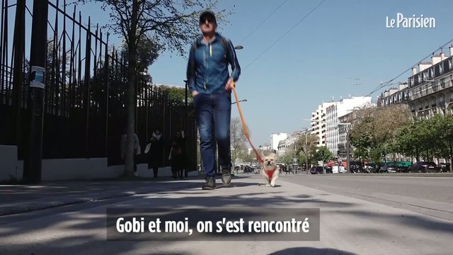 Gobi, le premier chien à courir le marathon de Paris
