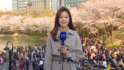 [날씨] 막바지 벚꽃 절정...휴일 태풍급 비바람 / YTN