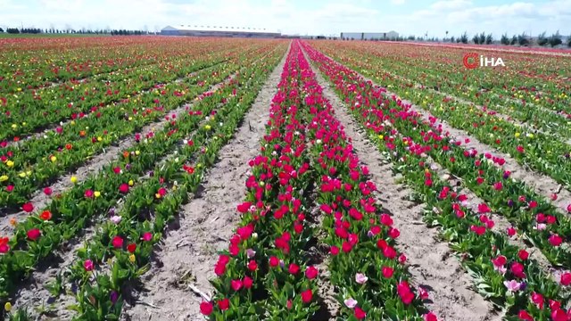 Konya Ovası'nda görsel şölen...Lale tarlaları havadan görüntülendi