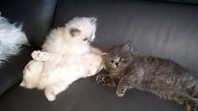 Chatons British Longhair Corsitalia