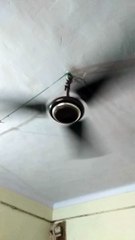 Crazy mind in summer