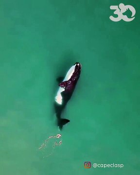 Cette baleine noire, filmée par un drone, est l'une des dernières au monde