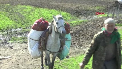 Muş Gülbahar Bitkisi, Köylülerin Gelir Kaynağı