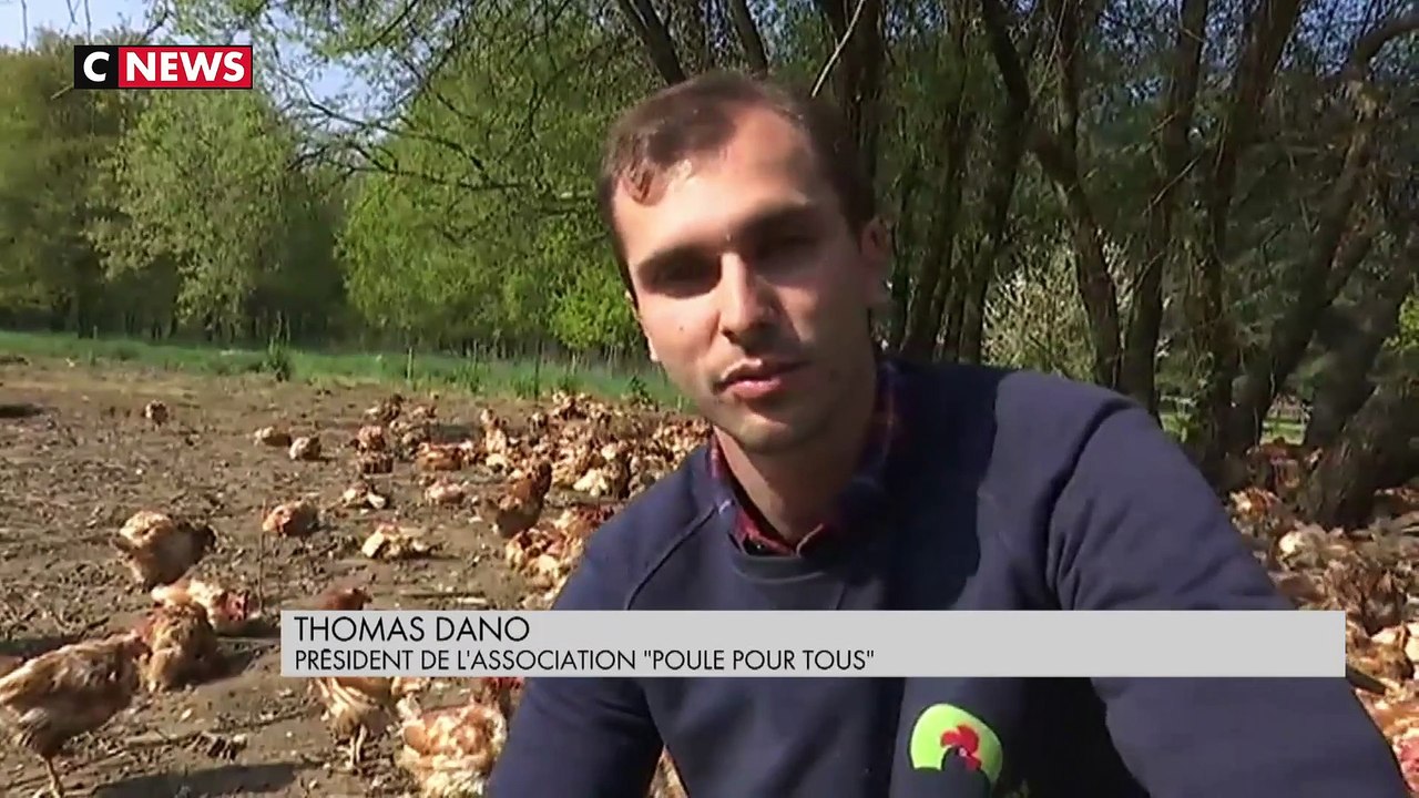 «Poule pour tous» : l'association qui sauve les poules destinées à l'abattoir