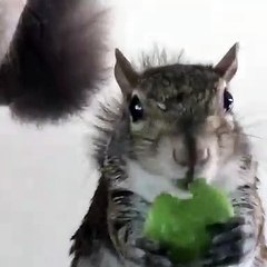 Just a squirrel eating avocado, nothing else. ️
