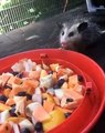MONCH MONCH MONCH Dinner is served! Here is a cute little baby opossum